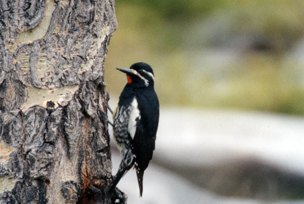 Woodpecker, Williamson's Sapsucker, Pawnee Grasslands, date B03P99I01.jpg - Williamson's Sapsucker